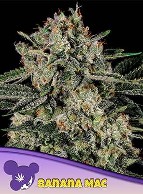 Banana Mac > Anesia Seeds | Feminized Marijuana   |  Hybrid